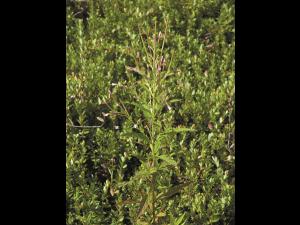 Épilobe glanduleux (Epilobium ciliatum subsp. glandulosum)_1