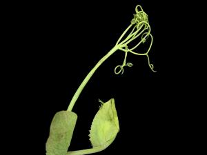 Pois - glyphosate (9)_5