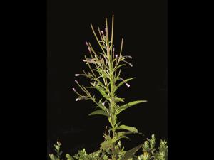 Épilobe glanduleux (Epilobium ciliatum subsp. glandulosum)_2