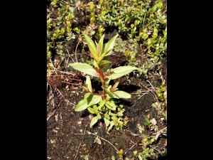 Épilobe glanduleux (Epilobium ciliatum subsp. glandulosum)_8