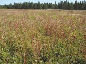 Épilobe glanduleux (Epilobium ciliatum subsp. glandulosum)_10