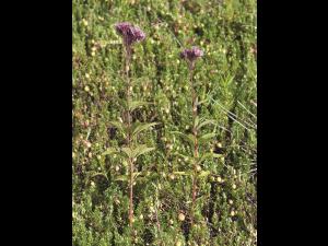 Eupatoire maculée (Eutrochium maculatum var. maculatum)_1