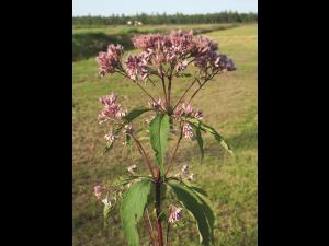 Eupatoire maculée (Eutrochium maculatum var. maculatum)_2