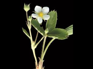 Fraisier glauque (Fragaria virginiana)_2
