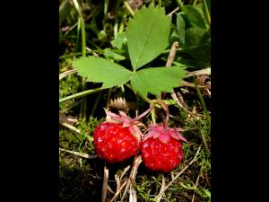 Fraisier glauque (Fragaria virginiana)_7