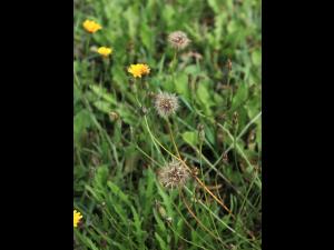 Liondent automne (Leontodon autumnalis)_17