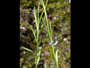 Linaire Canada (Nuttallanthus canadensis)_4