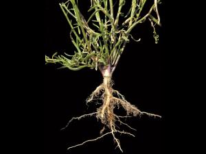 Linaire Canada (Nuttallanthus canadensis)_5