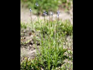 Linaire Canada (Nuttallanthus canadensis)_6