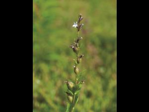 Lobélie gonflée (Lobelia inflata)_2