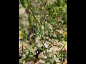 Lotier corniculé (Lotus corniculatus)_12