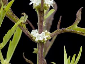 Lycope Amérique (Lycopus americanus)_6