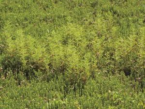 Lycope Amérique (Lycopus americanus)_8