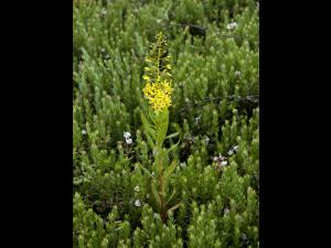 Lysimaque terrestre (Lysimachia terrestris)_1