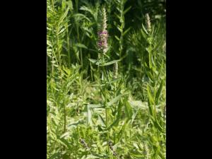Salicaire commune (Lythrum salicaria)_10