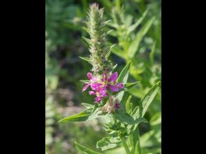 Salicaire commune (Lythrum salicaria)_12