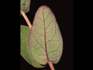 Millepertuis Fraser (Hypericum fraseri)_7