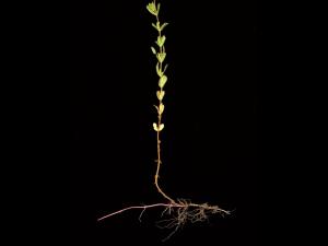 Millepertuis elliptique (Hypericum ellipticum)_5