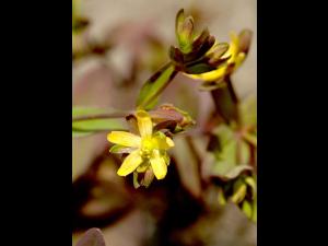 Millepertuis nain (Hypericum mutilum)_3