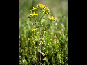 Millepertuis commun (Hypericum perforatum)_1