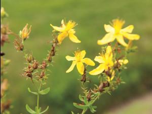 Millepertuis commun (Hypericum perforatum)_3
