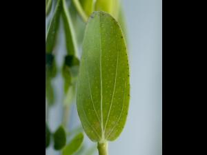 Millepertuis commun (Hypericum perforatum)_4