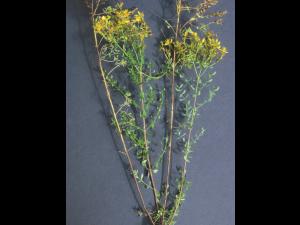 Millepertuis commun (Hypericum perforatum)_5