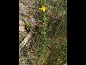 Millepertuis commun (Hypericum perforatum)_13