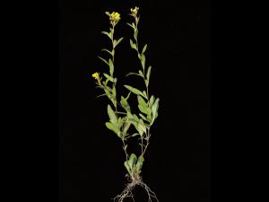 Onagre vivace (Oenothera perennis)_2