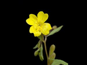Onagre vivace (Oenothera perennis)_3
