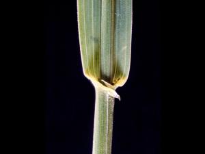 Chiendent(Elymus repens)_5