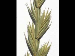 Chiendent(Elymus repens)_6