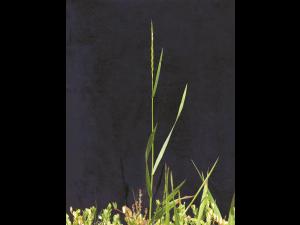 Chiendent(Elymus repens)_10