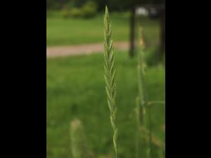 Chiendent(Elymus repens)_21