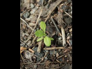 Seneçon vulgaire (Senecio vulgaris)_13