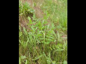 Panais sauvage (Pastinaca sativa)_12