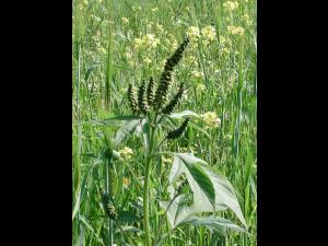Grande herbe à poux (Ambrosia trifida)_7