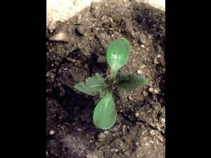 Grande herbe à poux (Ambrosia trifida)_9