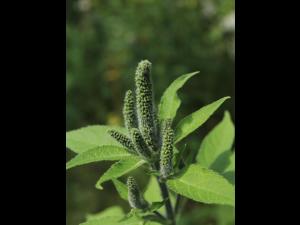 Grande herbe à poux (Ambrosia trifida)_17