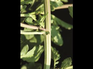 Rorippe marais (Rorippa palustris)_10