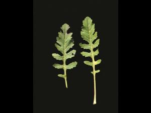 Rorippe marais (Rorippa palustris)_11