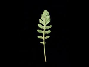 Rorippe marais (Rorippa palustris)_12