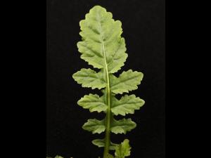 Rorippe marais (Rorippa palustris)_17