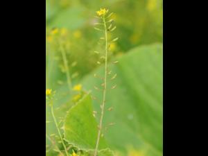 Rorippe marais (Rorippa palustris)_19
