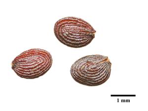 Tabouret des champs (Thlaspi arvense)_8