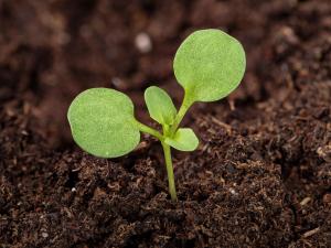 Tabouret des champs (Thlaspi arvense)_9