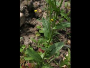 Tabouret des champs (Thlaspi arvense)_11