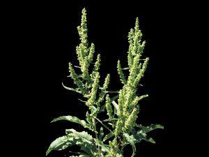 Patience crépue (Rumex crispus)_5