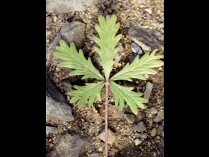 Potentille dressée (Potentilla recta)_1