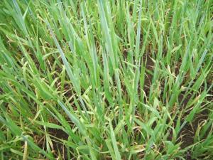 Orge - mésotrione (27)_1